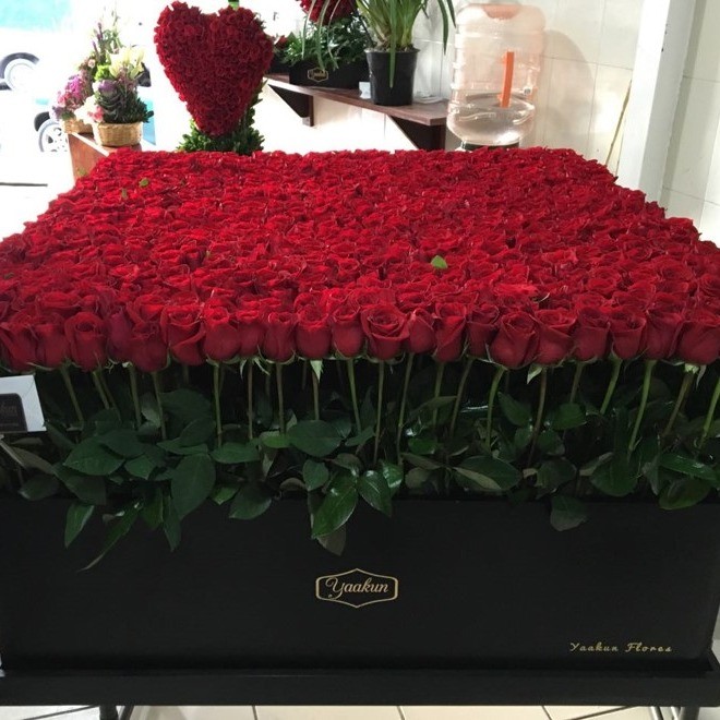 800 rosas en caja gigante mega yaakun jardín rojo