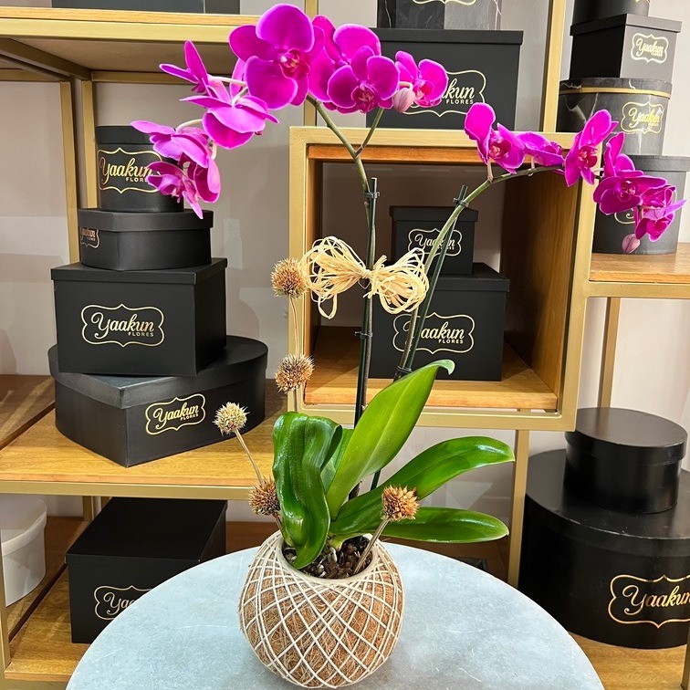 Maceta kokedama con orquídea lila