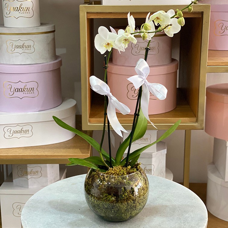 Pecera con musgo con orquídeas blancas | Yaakun Flores