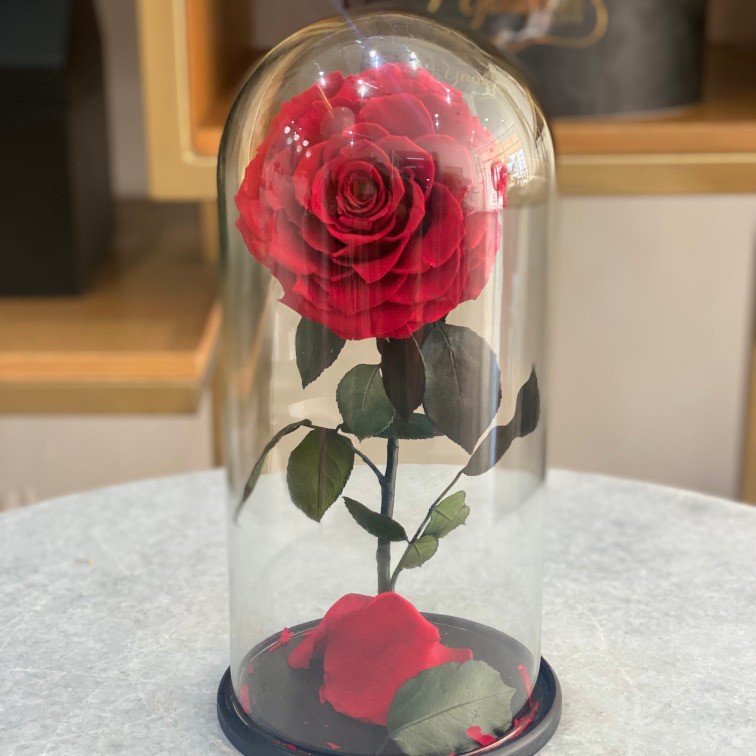Rosa eterna encantada boton abierto en color rojo
